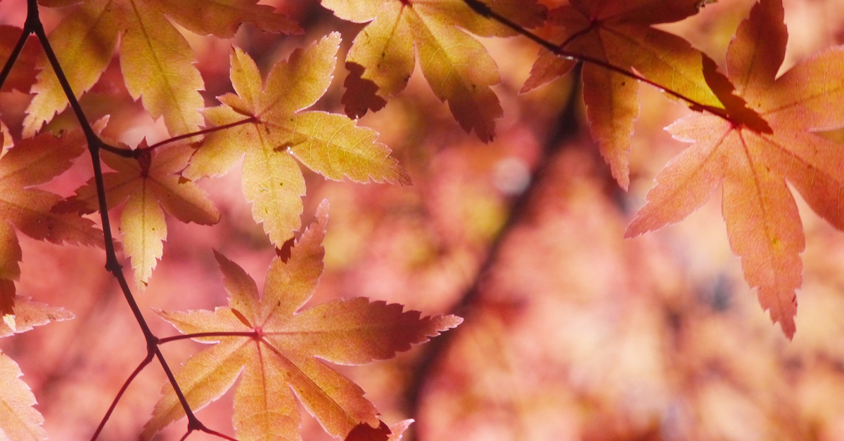 automne-feuilles
