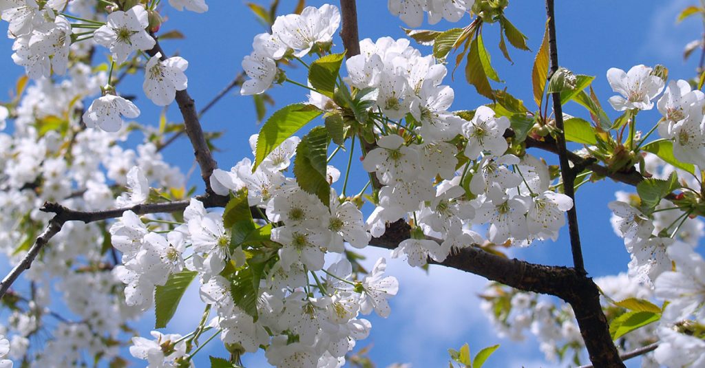 printemps fin de la période de chauffage