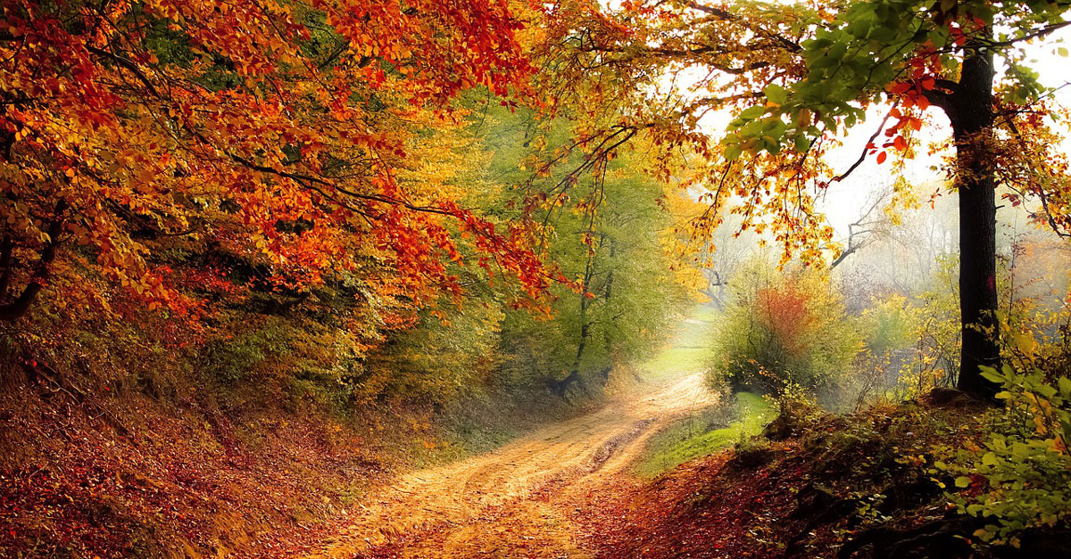 forêt en automne