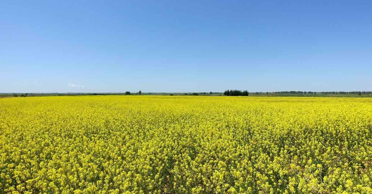 remplacer le GNR par du biodiesel est-il vraiment plus écologique